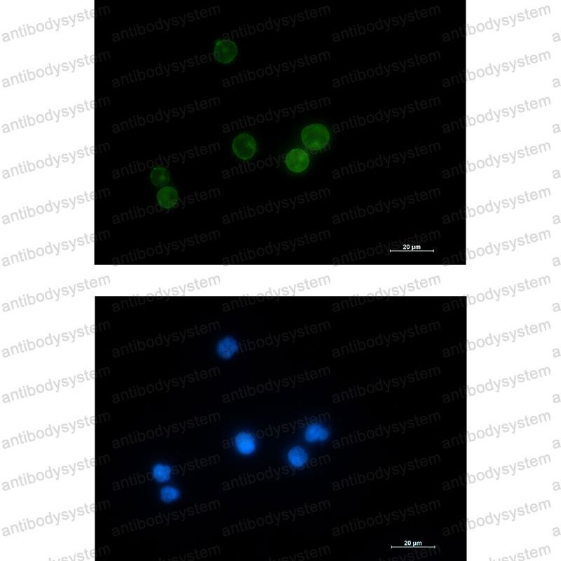 Валидация IF - AntibodySystem RHC19202