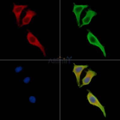 Валидация Affinity DF15666 - 12116