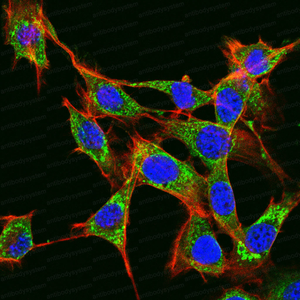 Валидация IF - AntibodySystem RHC12802