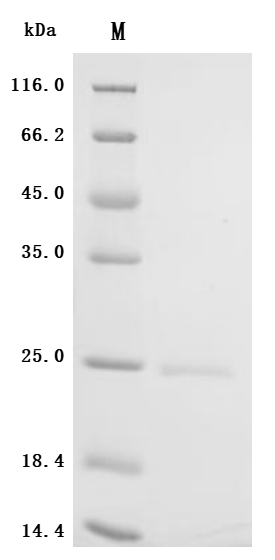 SDS-PAGE