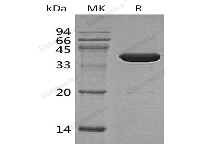 Валидация Elabscience PKSH032466(2936)
