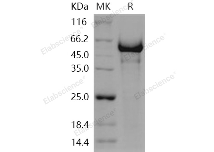 Валидация Elabscience PKSH031161(1933)