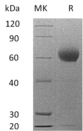 Валидация Elabscience PKSM041346(5240)