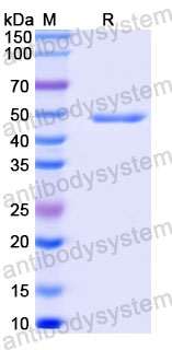 Валидация SDS-PAGE - AntibodySystem RVV13416