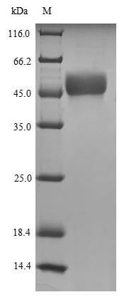SDS-PAGE