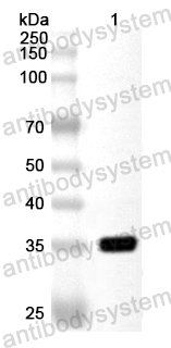 Валидация AntibodySystem PHA48601