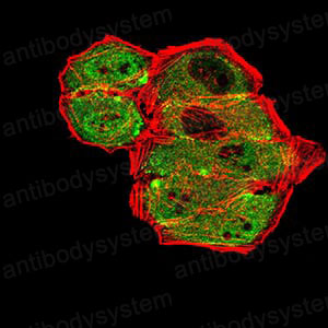 Валидация IF - AntibodySystem RHG90902 (1284)