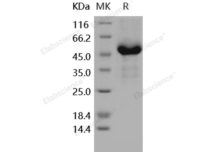 Валидация Elabscience PKSH031753(2389)