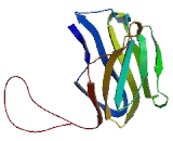 Paired Immunoglobin Like Type 2 Receptor Beta (PILRb) Paired Immunoglobin Like Type 2 Receptor Beta (PILRb)