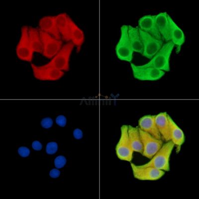 Валидация Affinity DF15446 - 11794