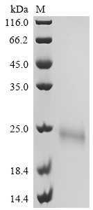 SDS-PAGE