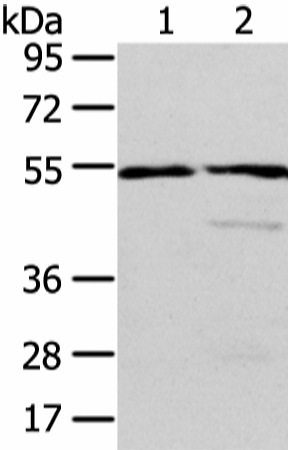 Валидация Elabscience E-AB-17211