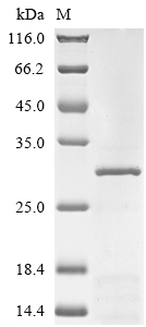 SDS-PAGE