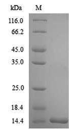 SDS-PAGE