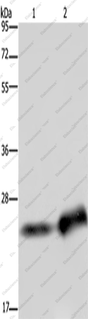 Вестерн-блоттинг, CSH1, инфильтративная протоковая карцинома молочной железы человека и ткань плаценты