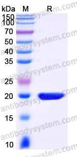 EHH10701, SDS-PAGE