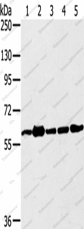 Вестерн-блоттинг, TRIM45, клеточные линии 231, Jurkat, A549, HeLa и 293T