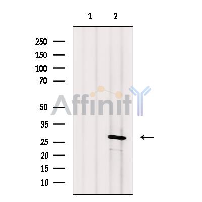 Валидация Affinity DF7871 - 19690