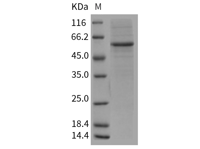 Валидация Elabscience PKSR030286(5632)
