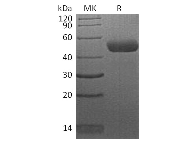 Валидация Elabscience PKSH033703(3982)
