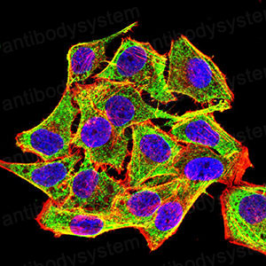Валидация IF - AntibodySystem RHC34007