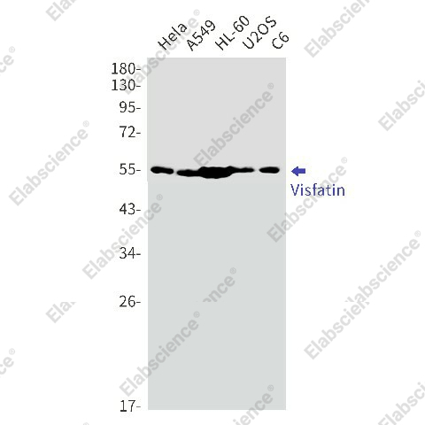 Вестерн-блоттинг, Visfatin, клетки HeLa, A549, HL-60, U2OS, C6