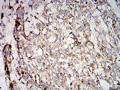 Валидация AntibodySystem RHC07103 (592)