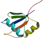 Insulin Like Growth Factor 2 mRNA Binding Protein 2 (IGF2BP2) Insulin Like Growth Factor 2 mRNA Binding Protein 2 (IGF2BP2)