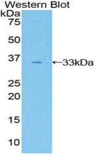 51413