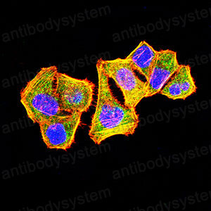Валидация IF - AntibodySystem RHC87703