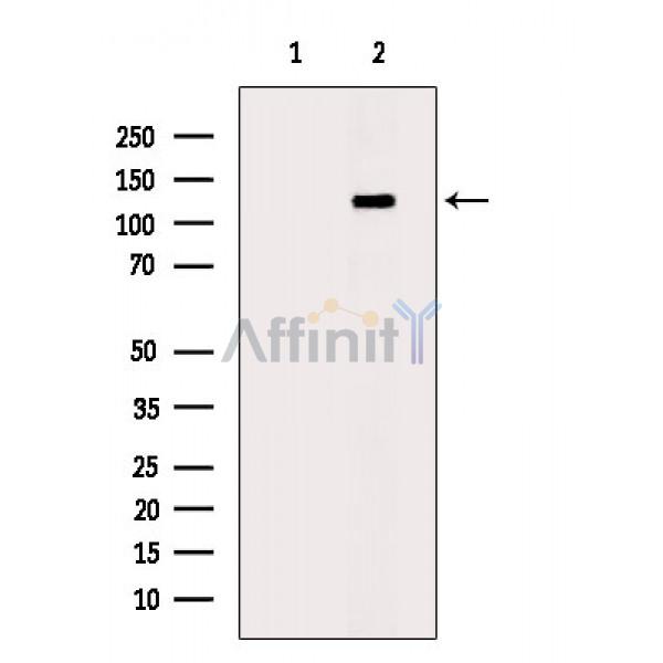 Валидация Affinity AF6206 - 3442