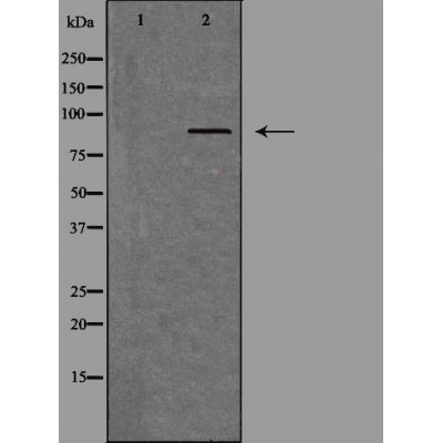 Валидация Affinity DF4792 - 16528