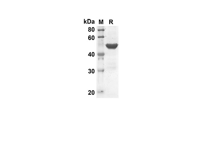 Валидация Elabscience PDEM100136(489)