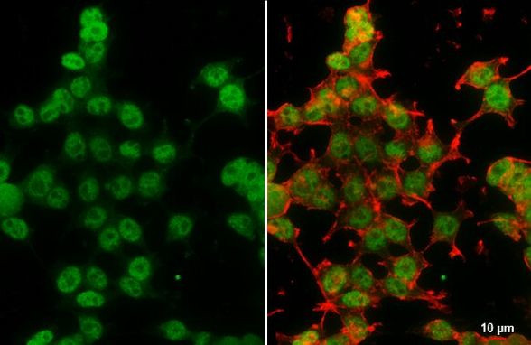 Валидация AssayVector ARM2390(4199)