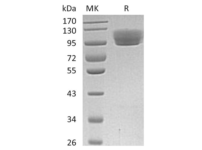 Валидация Elabscience PKSH033348(3679)