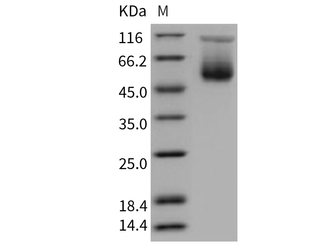 Валидация Elabscience PKSM040712(4689)