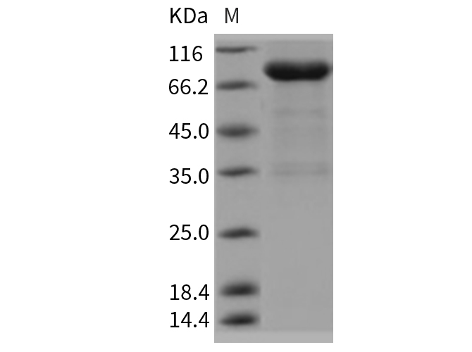 Валидация Elabscience PKSR030375(5713)