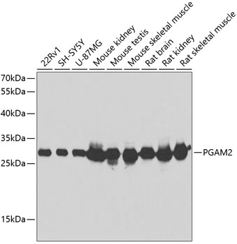 Валидация Elabscience E-AB-62866
