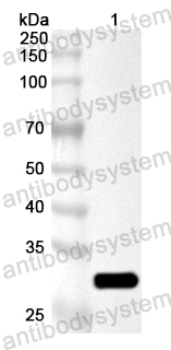 Валидация AntibodySystem PXX20901