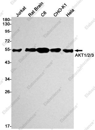 Вестерн-блоттинг, AKT1/2/3, клетки Jurkat, мозг крысы, C6, CHO-K1, HeLa