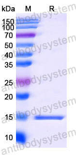 Валидация SDS-PAGE - AntibodySystem RHB95402