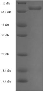 SDS-PAGE