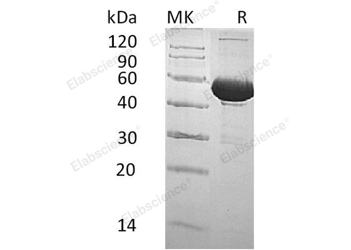 Валидация Elabscience PKSH032108(2650)