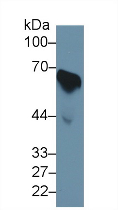 9635