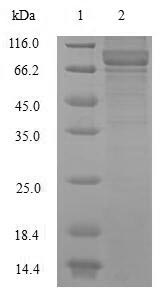 SDS-PAGE