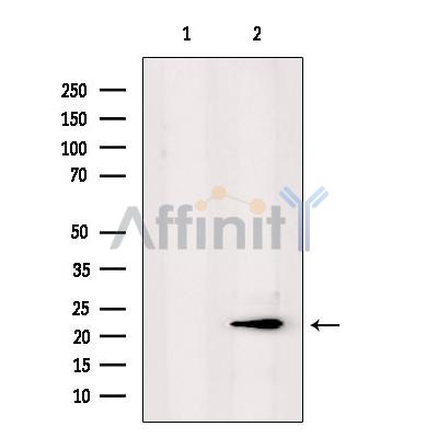 Валидация Affinity DF9782 - 22627