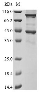 SDS-PAGE