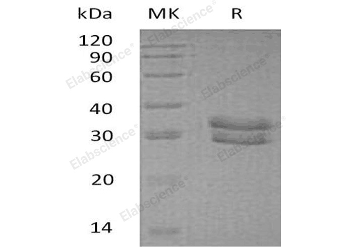 Валидация Elabscience PKSH032599(3046)