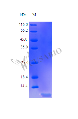 SDS-PAGE
