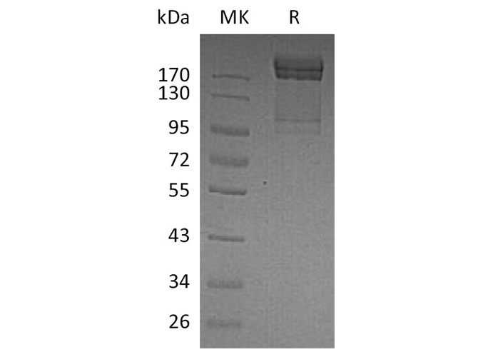 Валидация Elabscience PKSH033546(3846)
